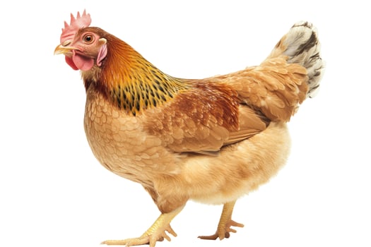 Brown Hen Chicken Isolated on White Background, Farm Animal Poultry photo