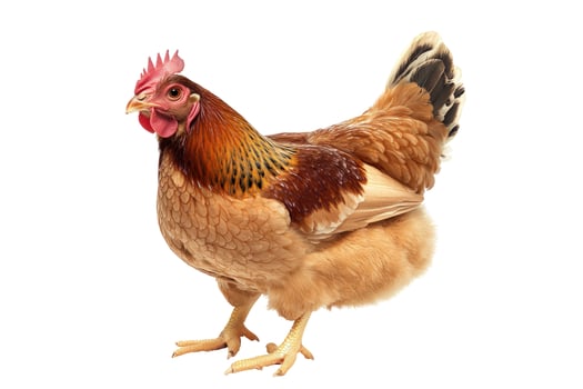 Brown Hen with Red Comb and Wattles Isolated on White Background photo