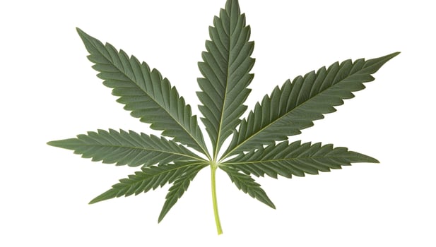 Close-up of a vibrant green cannabis leaf with seven serrated leaflets, isolated on a clean white background, showcasing natural texture. photo