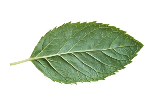 Fresh Green Mint Leaf Isolated on White Background with Detailed Veins photo