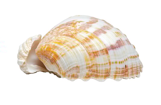 Vibrant orange and white seashell isolated on a clean white background photo