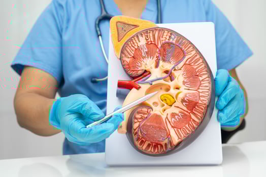 Chronic kidney disease, doctor with model for treatment urinary system, urology, Estimated rate eGFR. photo