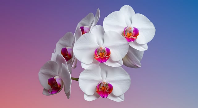 Pristine White Phalaenopsis Orchids with Vibrant Magenta Hearts on a Gradient Backdrop photo