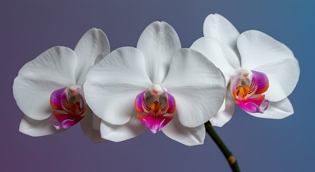 Pristine White Orchids with Vibrant Magenta Hearts Against a Cool-Toned Gradient photo
