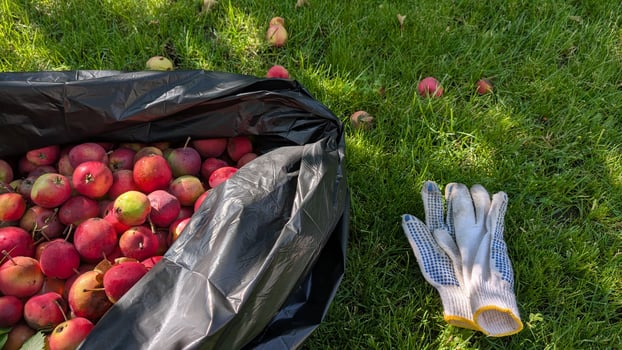 Harvesting Fresh and Juicy Apples in the Beautiful Garden During the Fall Season photo