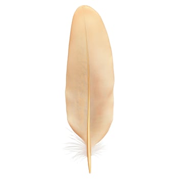 Beautiful light orange bird feather with detailed texture on white background photo