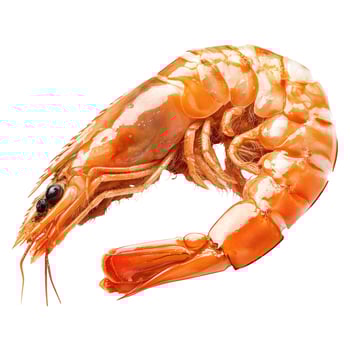 Boiled orange-red shrimp with shell isolated on white. photo