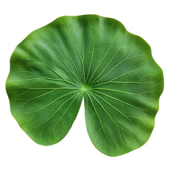 Isolated Green Lotus Leaf with Veins on White Background, Close-up Detail photo
