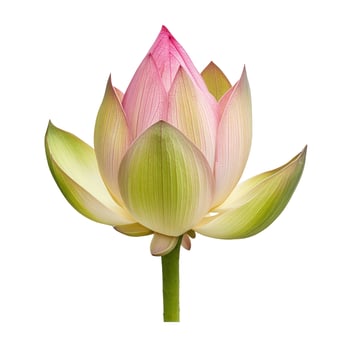Delicate pink lotus bud with smooth petals and green stem, displayed against a bright white backdrop. photo