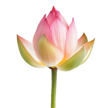 Elegant unopened lotus bloom in soft pink tones, standing upright on a white surface. photo
