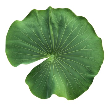 Isolated Green Lotus Leaf with Veins on White Background photo