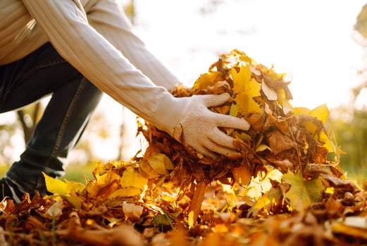 Close Up a male hand Raking Autumn Leaves In Garden. Autumn garden works. photo
