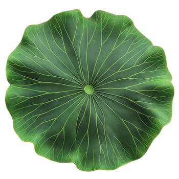Overhead View of a Vibrant Green Lotus Leaf with Radial Veins on White Background photo