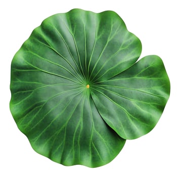 Overhead View of a Vibrant Green Lotus Leaf on White Background photo