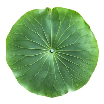 Overhead View of a Vibrant Green Lotus Leaf with Radial Veins on White photo