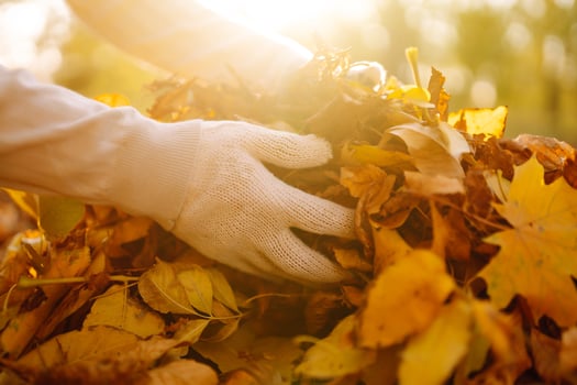 Close Up Of a male hand Raking Autumn Leaves In Garden. Autumn garden work photo