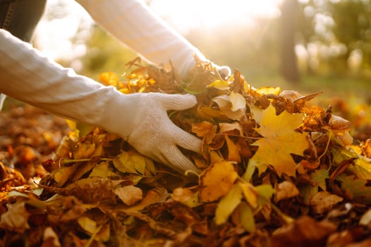 Close Up Of male hand Raking Autumn Leaves In Garden. Autumn garden works. photo