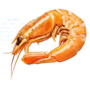 Single cooked orange shrimp with shell, isolated on a clean white background photo