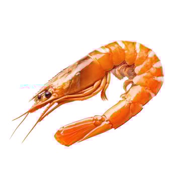 Single cooked orange shrimp with white stripes isolated on white background photo