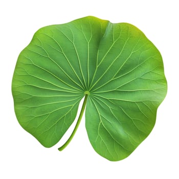 Single Green Lotus Leaf Isolated on White Background, Detailed Veins and Stem Visible photo