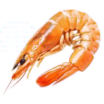 Single Cooked Orange Shrimp Isolated on White Background photo