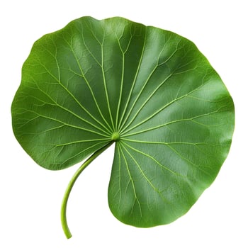 Single Green Lotus Leaf with Stem on White Background, Detailed Veins photo