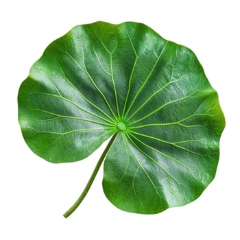 Single Bright Green Lotus Leaf with Stem Isolated on White Background photo
