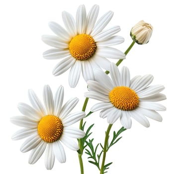 Three fresh white daisy flowers with green stems and a bud on white background photo