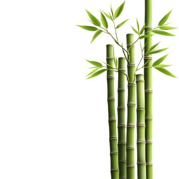 Vibrant green bamboo stalks with fresh leaves isolated on a clean white background, symbolizing nature and growth. photo