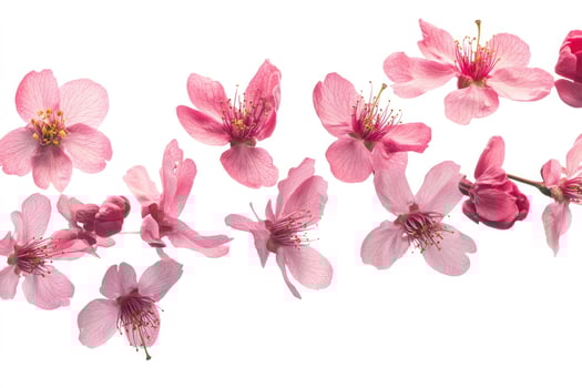 Scattered pink cherry blossoms isolated on white background photo
