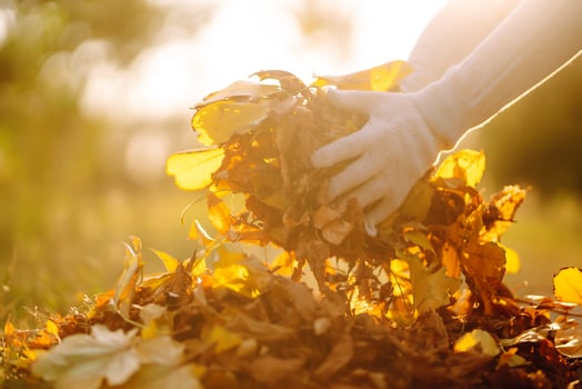 Male hand close up raking autumn leaves in the garden, seasonal garden works photo