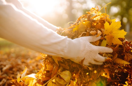 Close up of a male hand raking autumn leaves in garden, autumn garden works photo