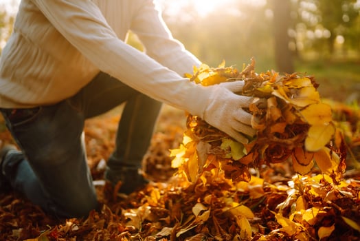 Close up of hand with rake collecting autumn leaves in the garden, seasonal works photo