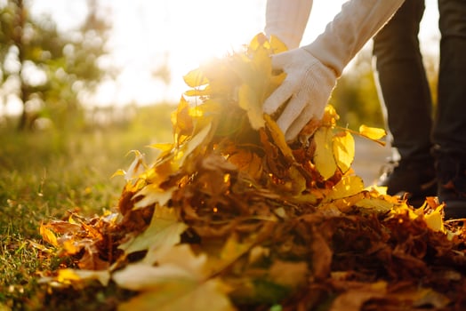 Autumn leaves being raked by male hand, close up view, garden works photo