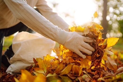 Seasonal autumn garden works, close up of male hand raking fallen leaves photo