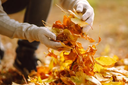 Male hand close up raking dry autumn leaves in garden, seasonal works photo
