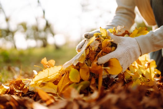 Male hand raking leaves in autumn garden, close up view, outdoor works photo