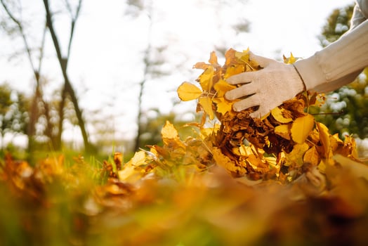 Garden in autumn, male hand raking fallen leaves, close up view photo