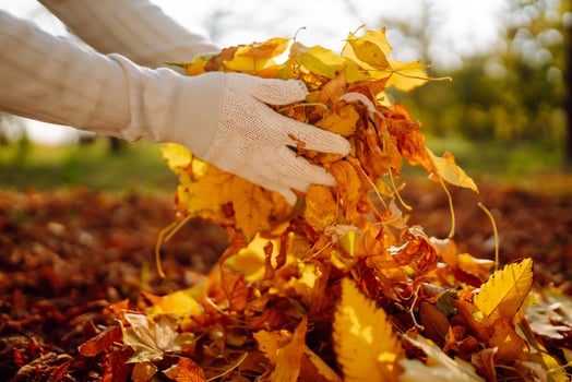 Close up of male hand raking leaves in the autumn garden, seasonal outdoor works photo