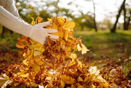 Male hand with rake close up, gathering autumn leaves in the garden, seasonal works photo