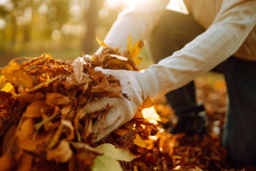 Raking autumn leaves in the garden, close up of male hand, seasonal garden works photo