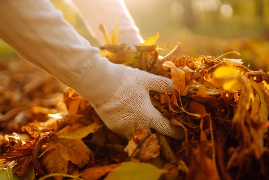 Autumn garden works, close up of male hand raking fallen leaves in the garden photo