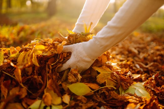 Male hand raking autumn leaves in the garden, close up view, seasonal garden works photo