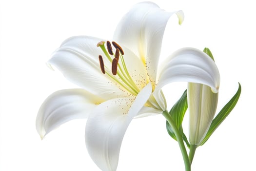 A beautiful white lily flower in full bloom isolated on white background photo