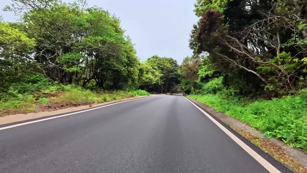Travel a serene winding road surrounded by lush greenery, perfect for nature lovers and road trip fans photo