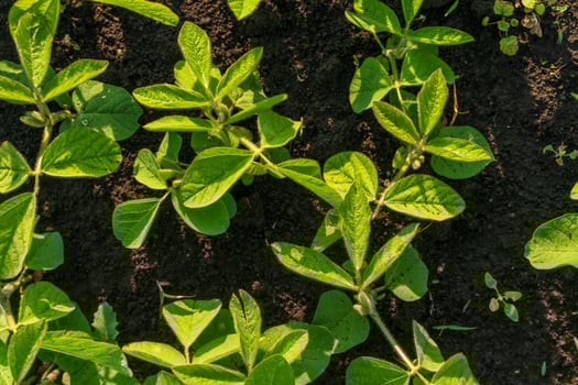 A field of green beans growing in the dirt photo