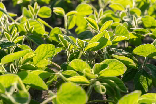 A field of green soy plants with leaves photo
