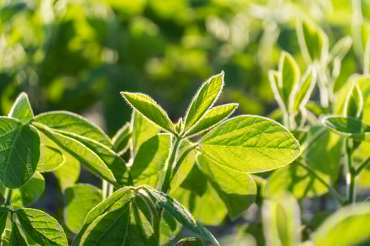 A field of green soy plants with sunlight photo
