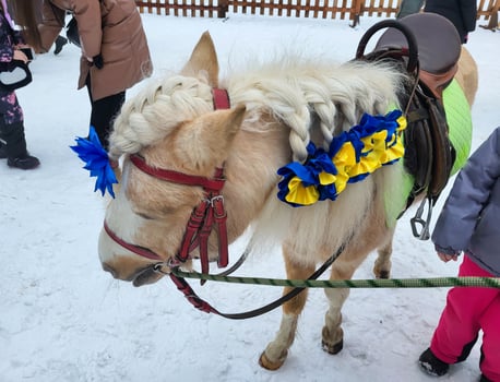 A cute white pony with bows in its mane photo