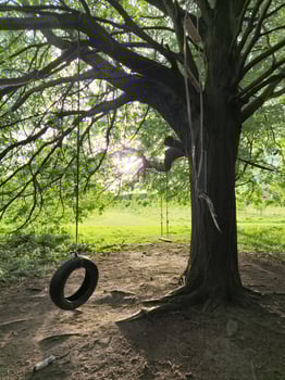 A black tire swing hangs from a sturdy branch by a long rope outside, natural photo